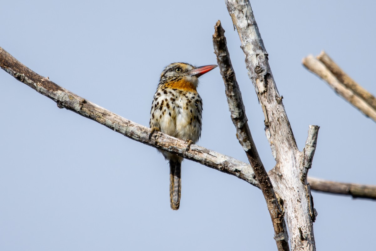 Spot-backed Puffbird - ML627181522