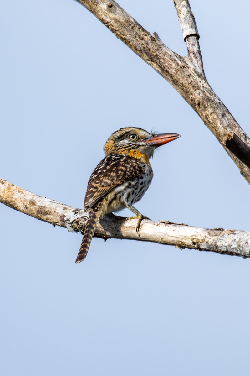 Spot-backed Puffbird - ML627181523