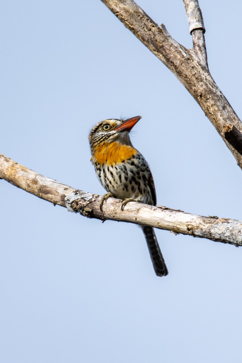 Spot-backed Puffbird - ML627181524