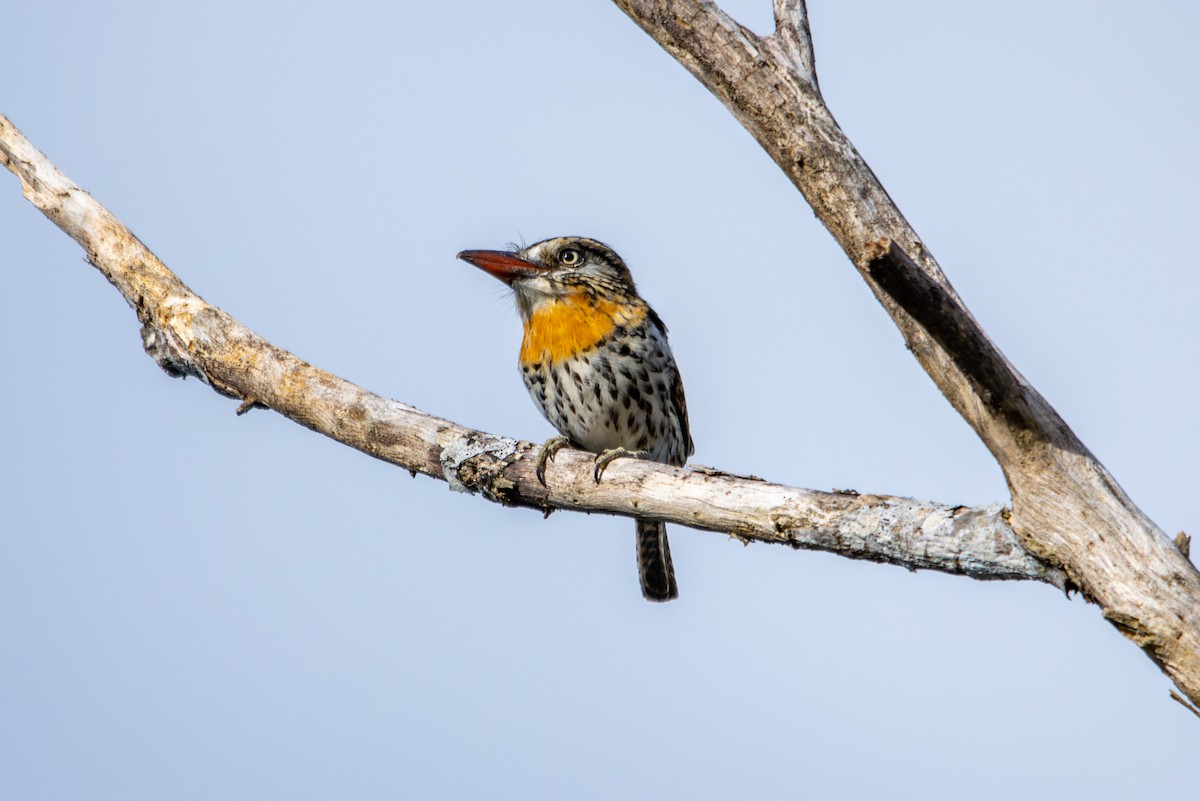 Spot-backed Puffbird - ML627181525