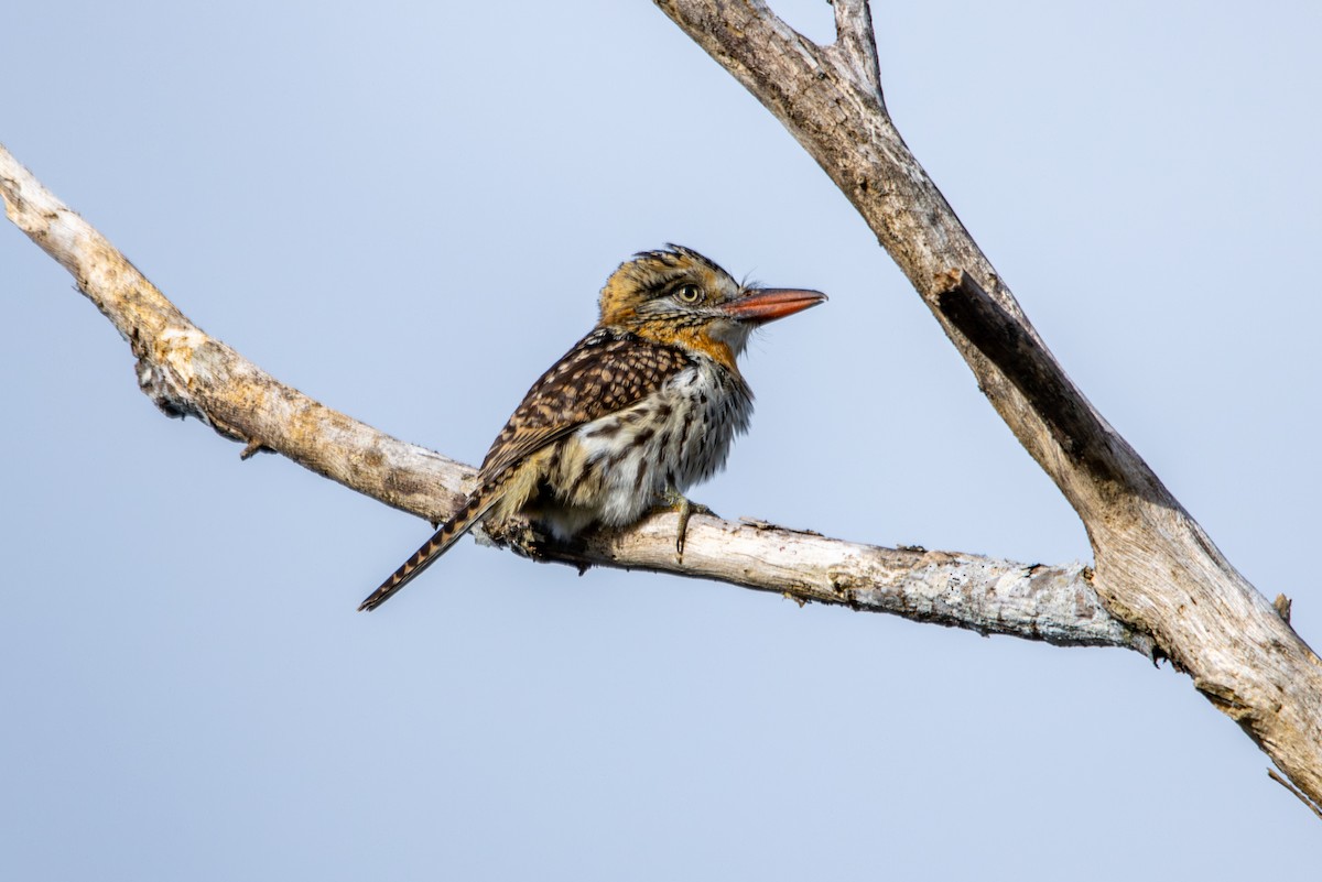 Spot-backed Puffbird - ML627181526