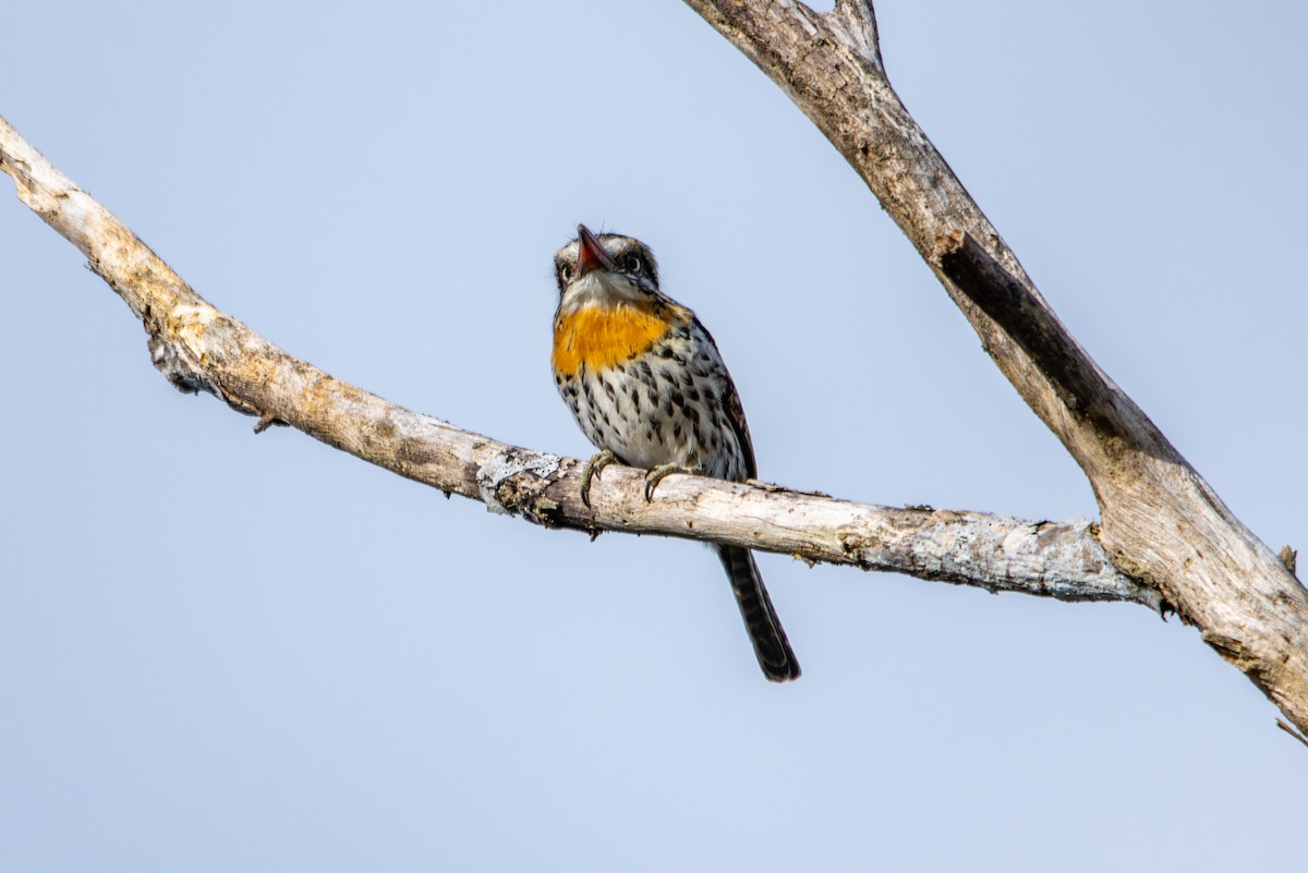 Spot-backed Puffbird - ML627181527