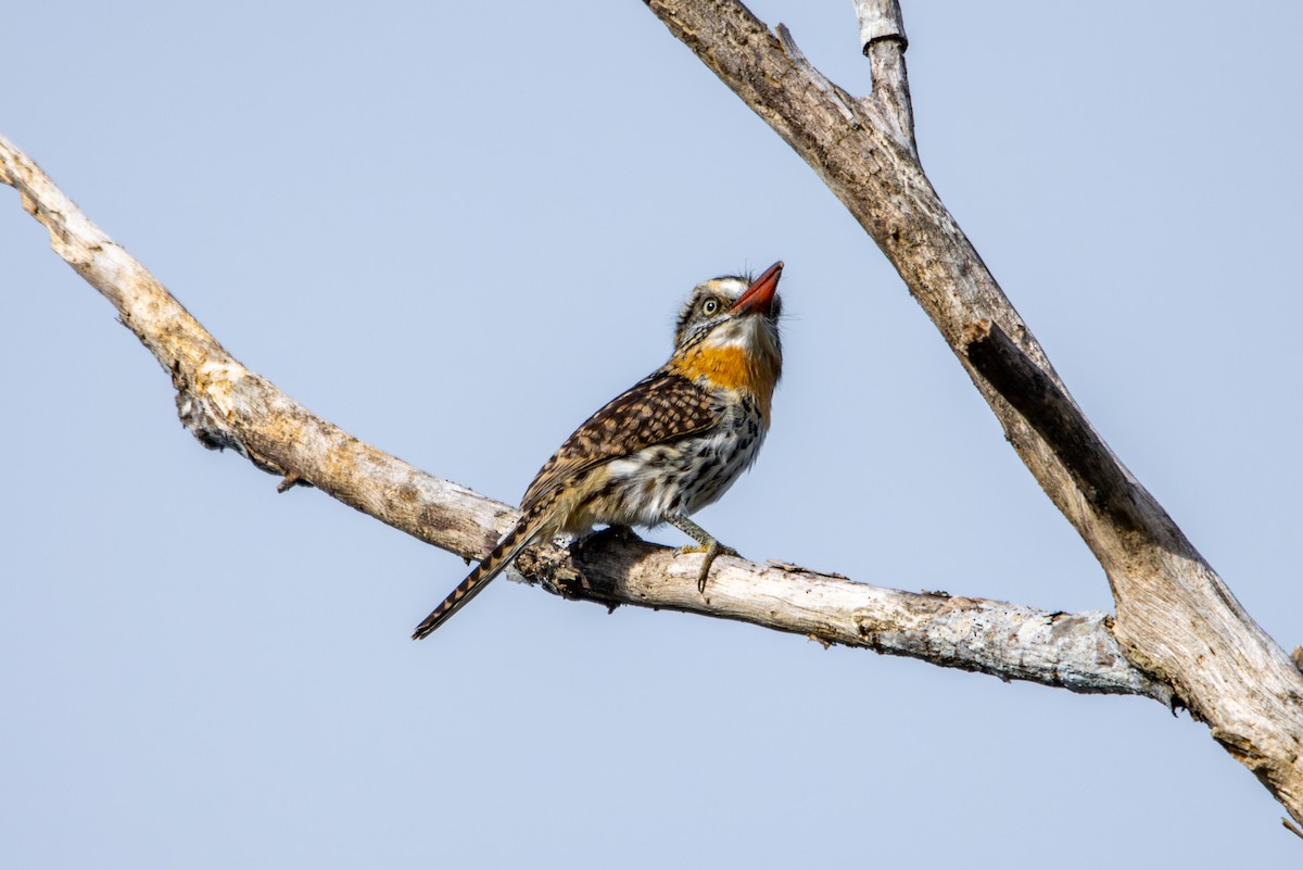 Spot-backed Puffbird - ML627181528