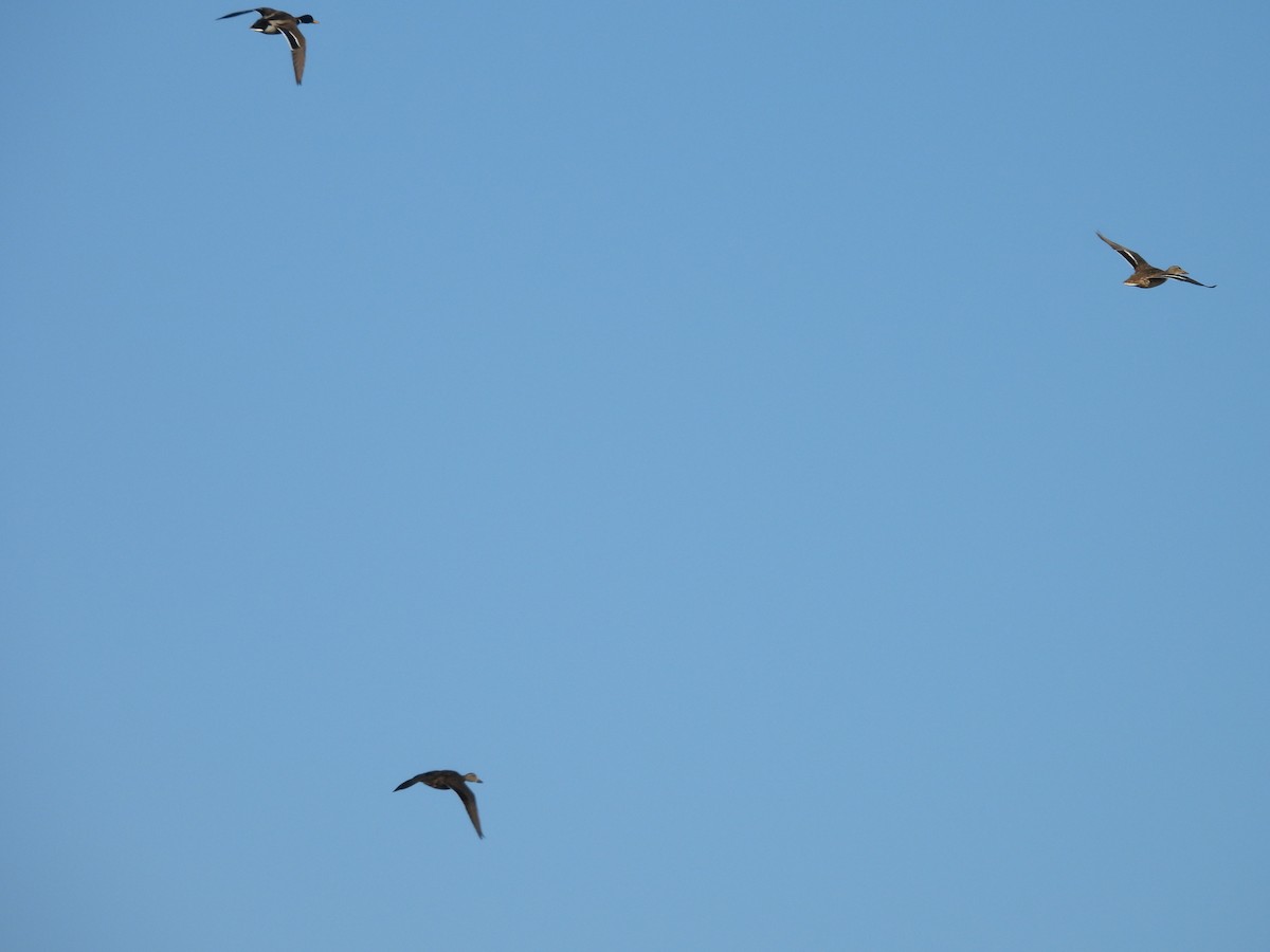 American Black Duck - ML627181809