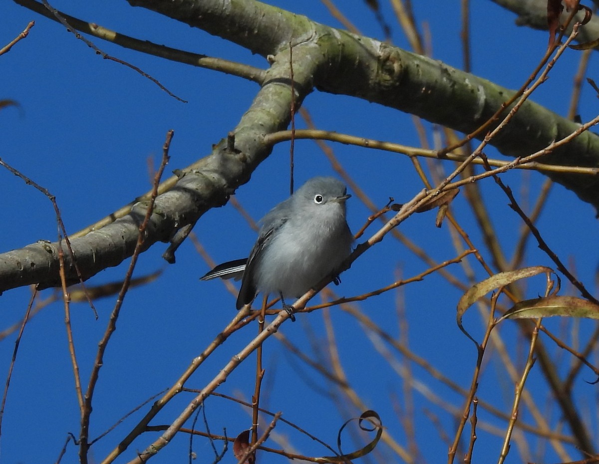 Blue-gray Gnatcatcher - ML627181821