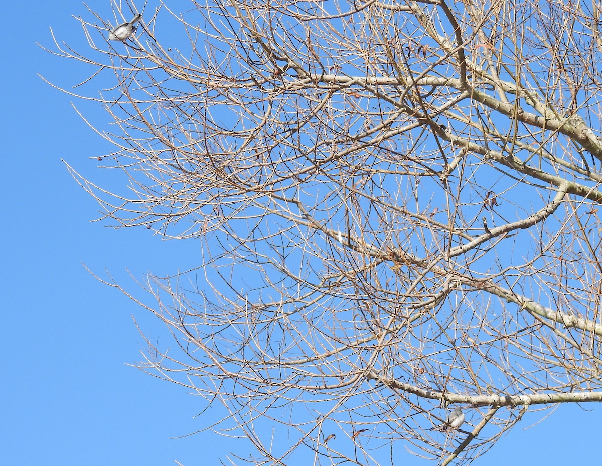 Blue-gray Gnatcatcher - ML627181822