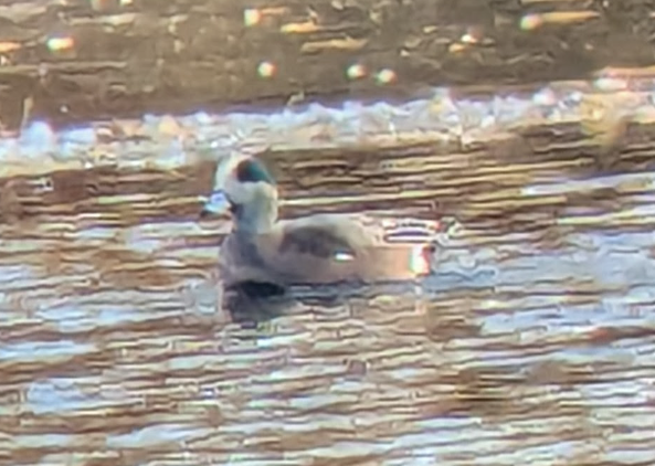 American Wigeon - ML627181909