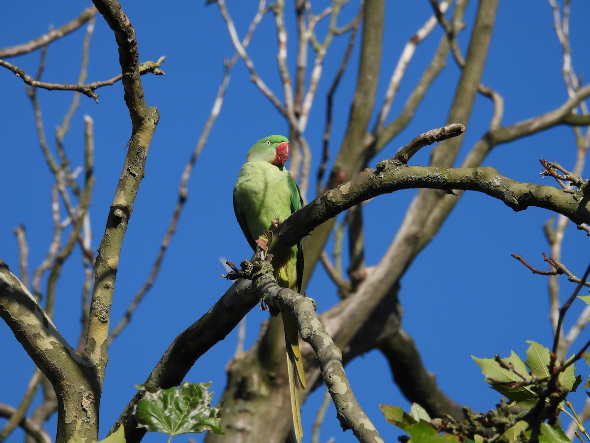 Alexandrine Parakeet - ML627182049