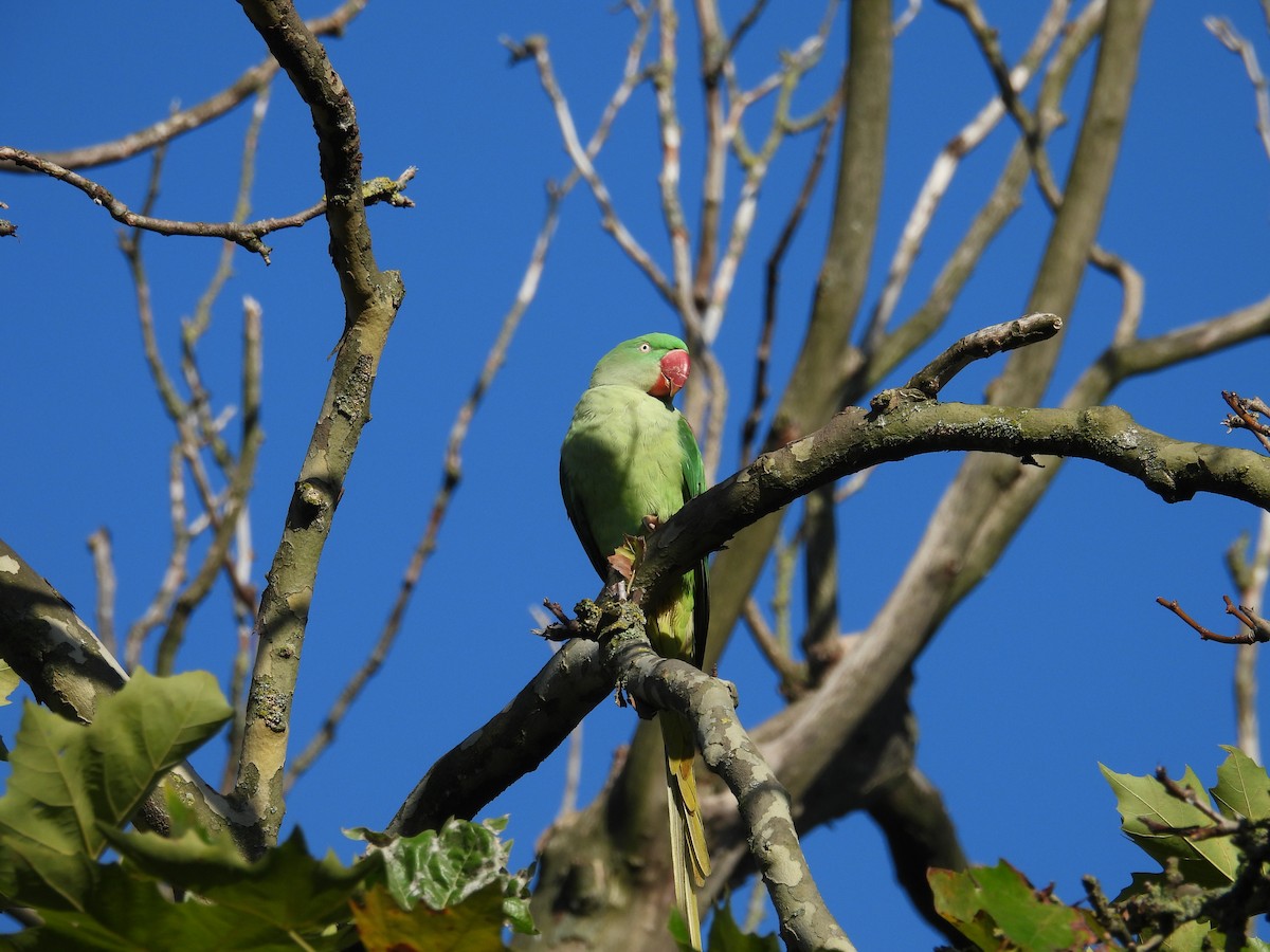 Alexandrine Parakeet - ML627182065