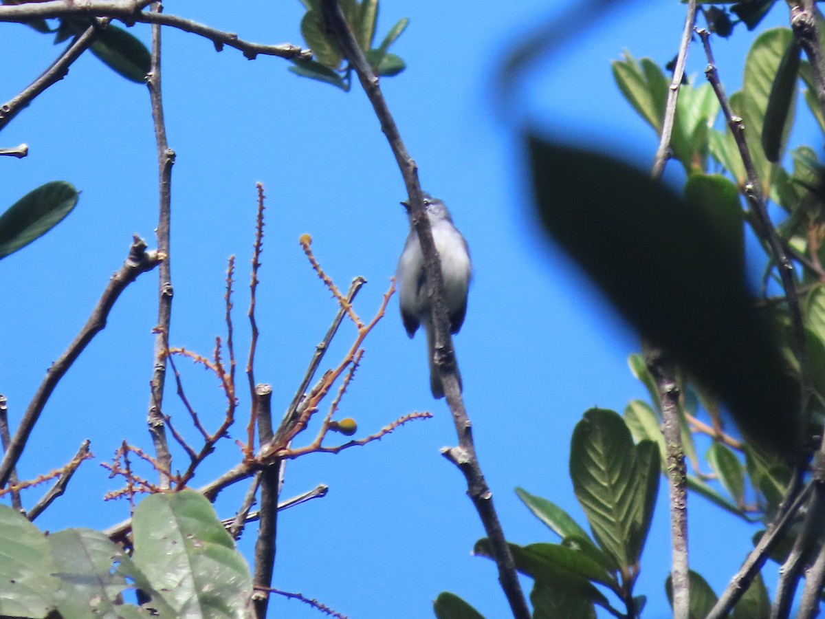 Guianan Gnatcatcher - ML627182408