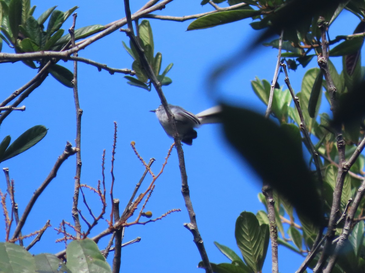 Guianan Gnatcatcher - ML627182409