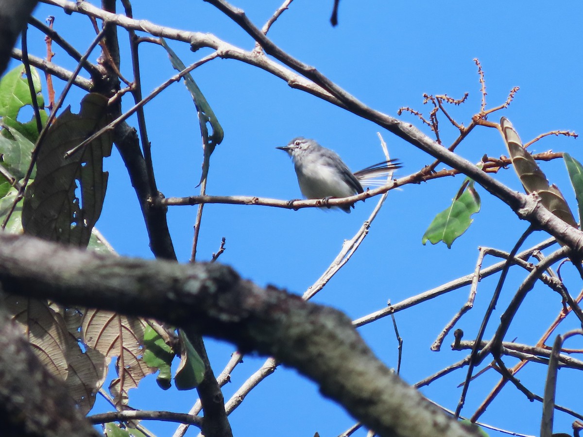 Guianan Gnatcatcher - ML627182410