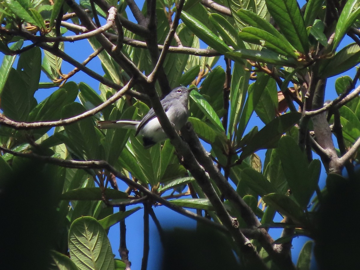 Guianan Gnatcatcher - ML627182416