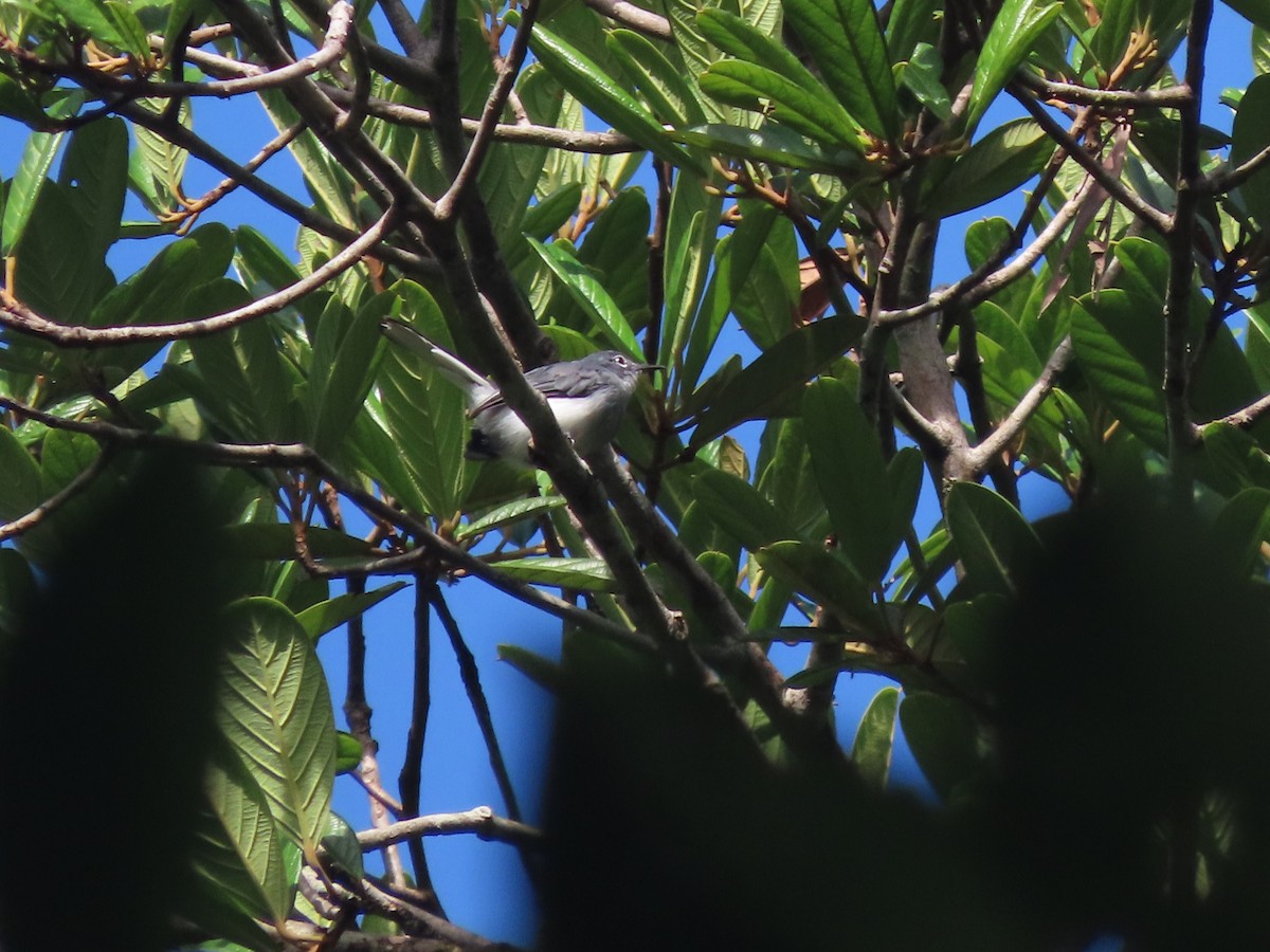 Guianan Gnatcatcher - ML627182417