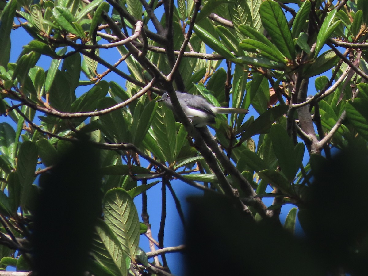 Guianan Gnatcatcher - ML627182418