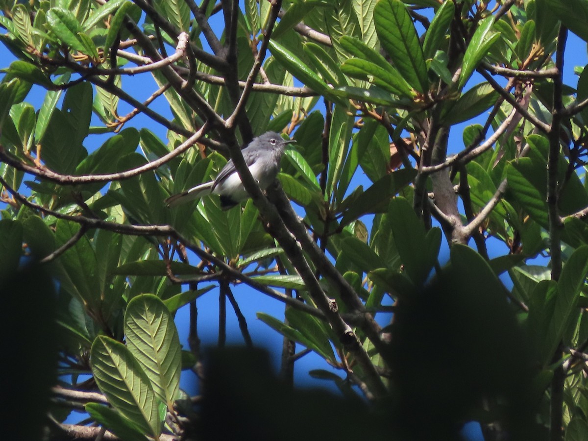 Guianan Gnatcatcher - ML627182419