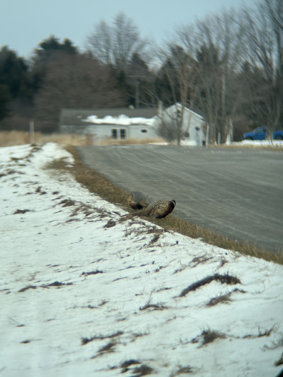 Ring-necked Pheasant - ML627182490