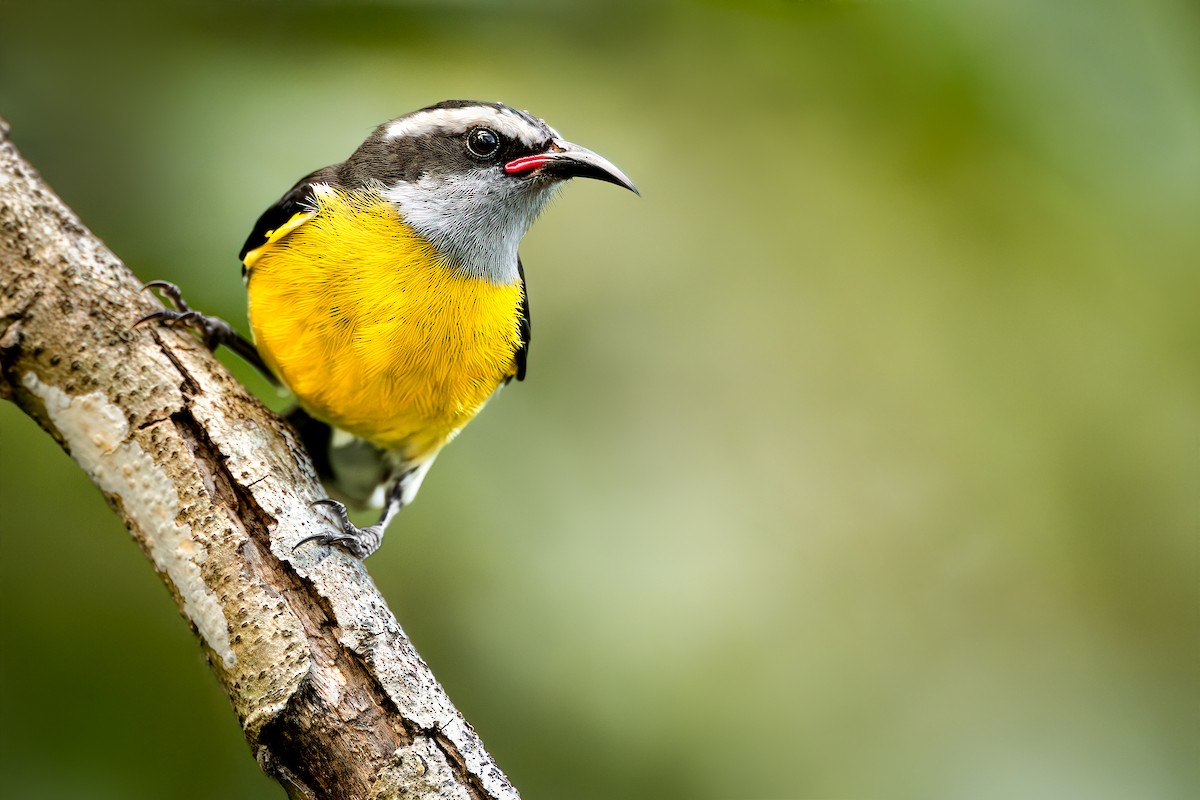 Bananaquit - ML627182717