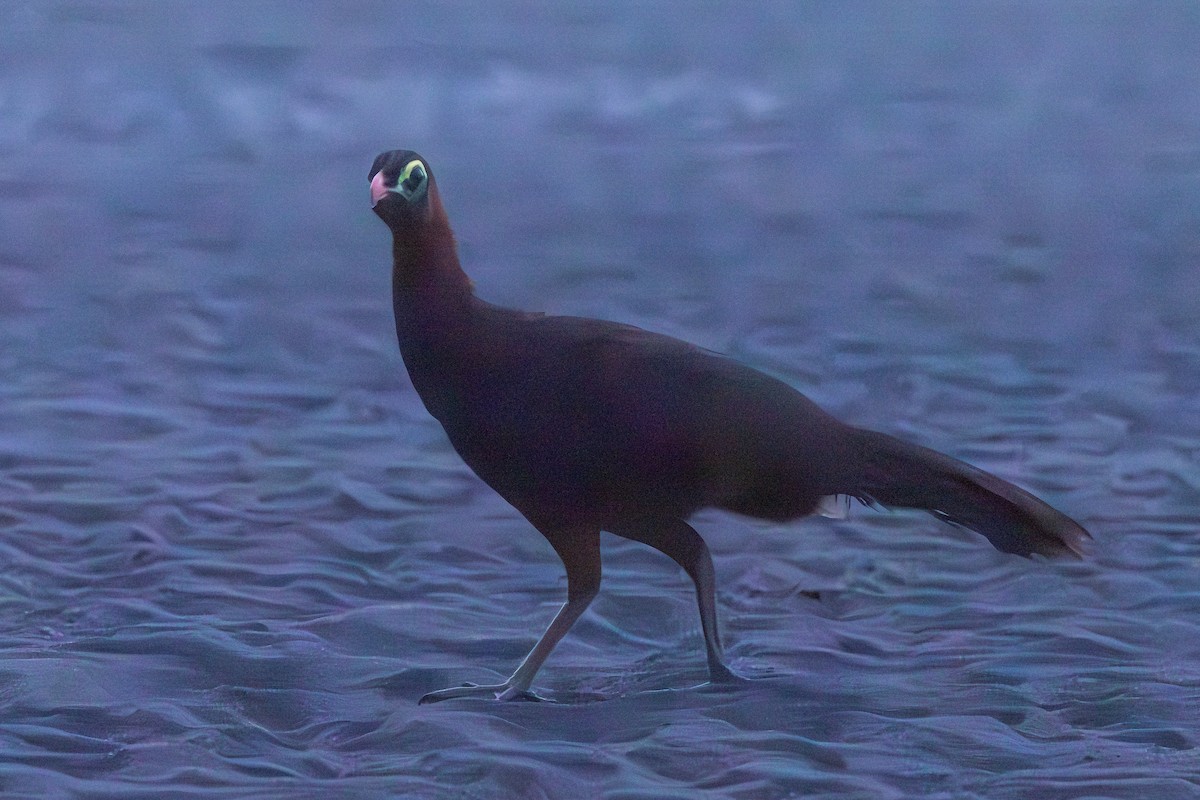 Nocturnal Curassow - ML627182879