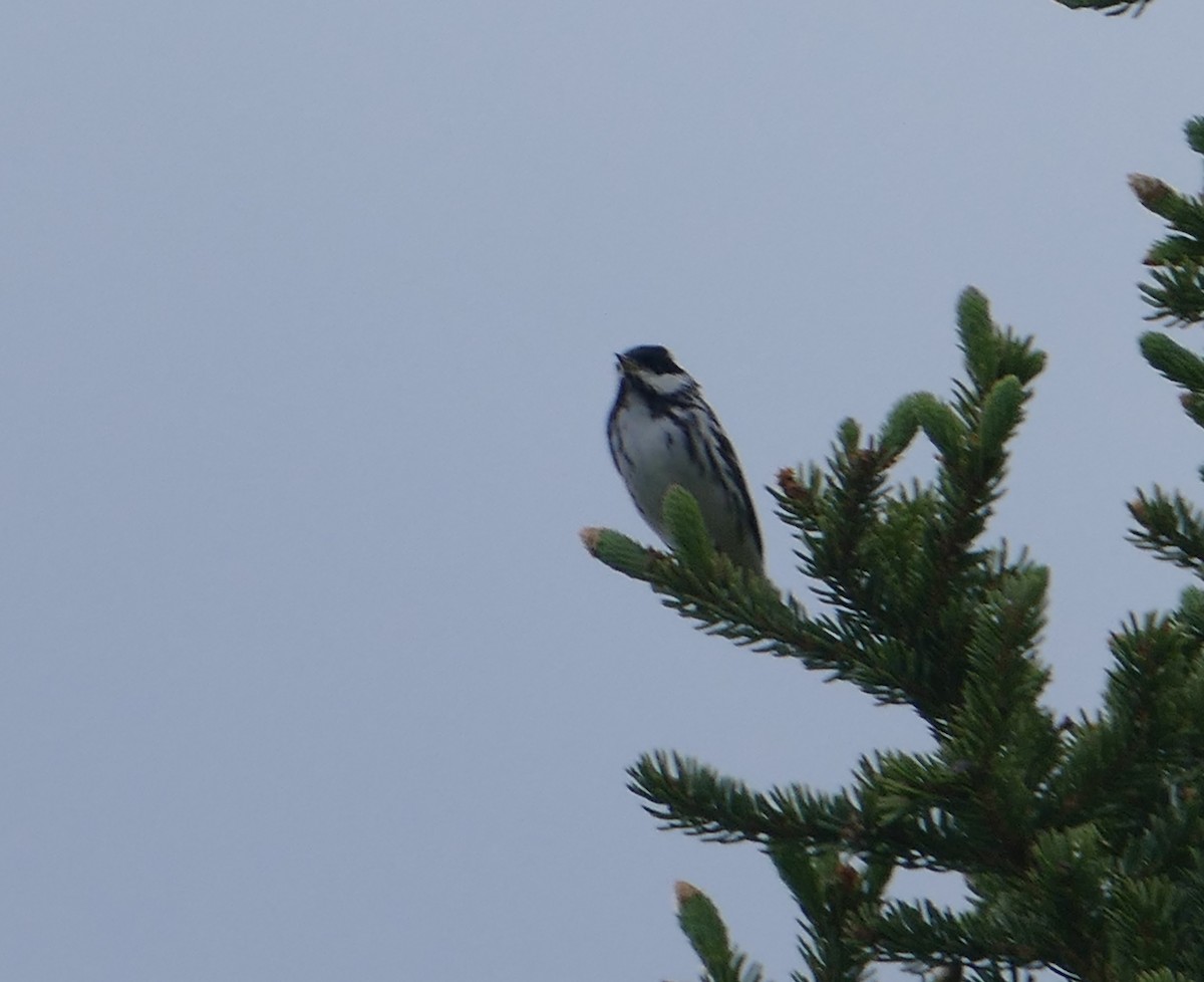 Blackpoll Warbler - ML627182928