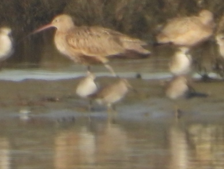 shorebird sp. - ML627182964