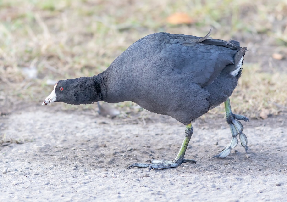 American Coot - ML627183101