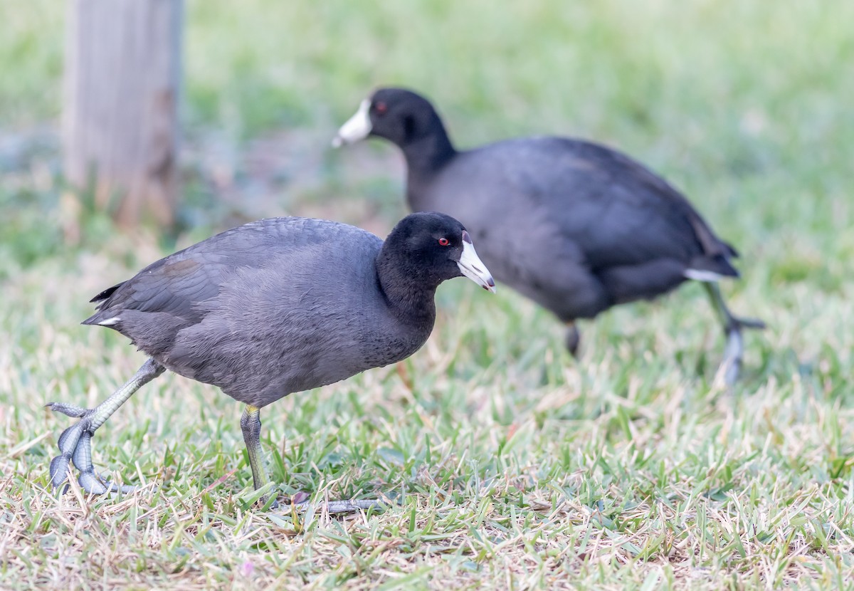 American Coot - ML627183102