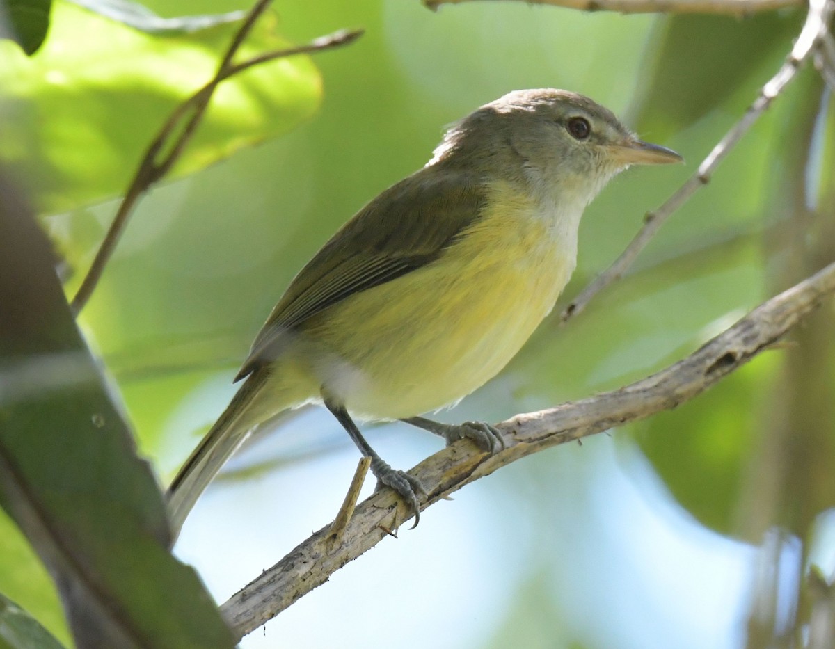 Puerto Rican Vireo - ML627183170