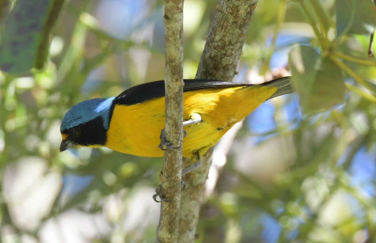 Puerto Rican Euphonia - ML627183179