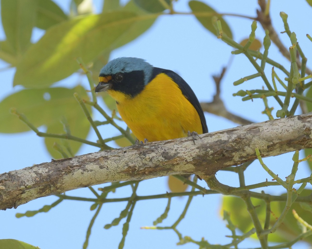 Puerto Rican Euphonia - ML627183180