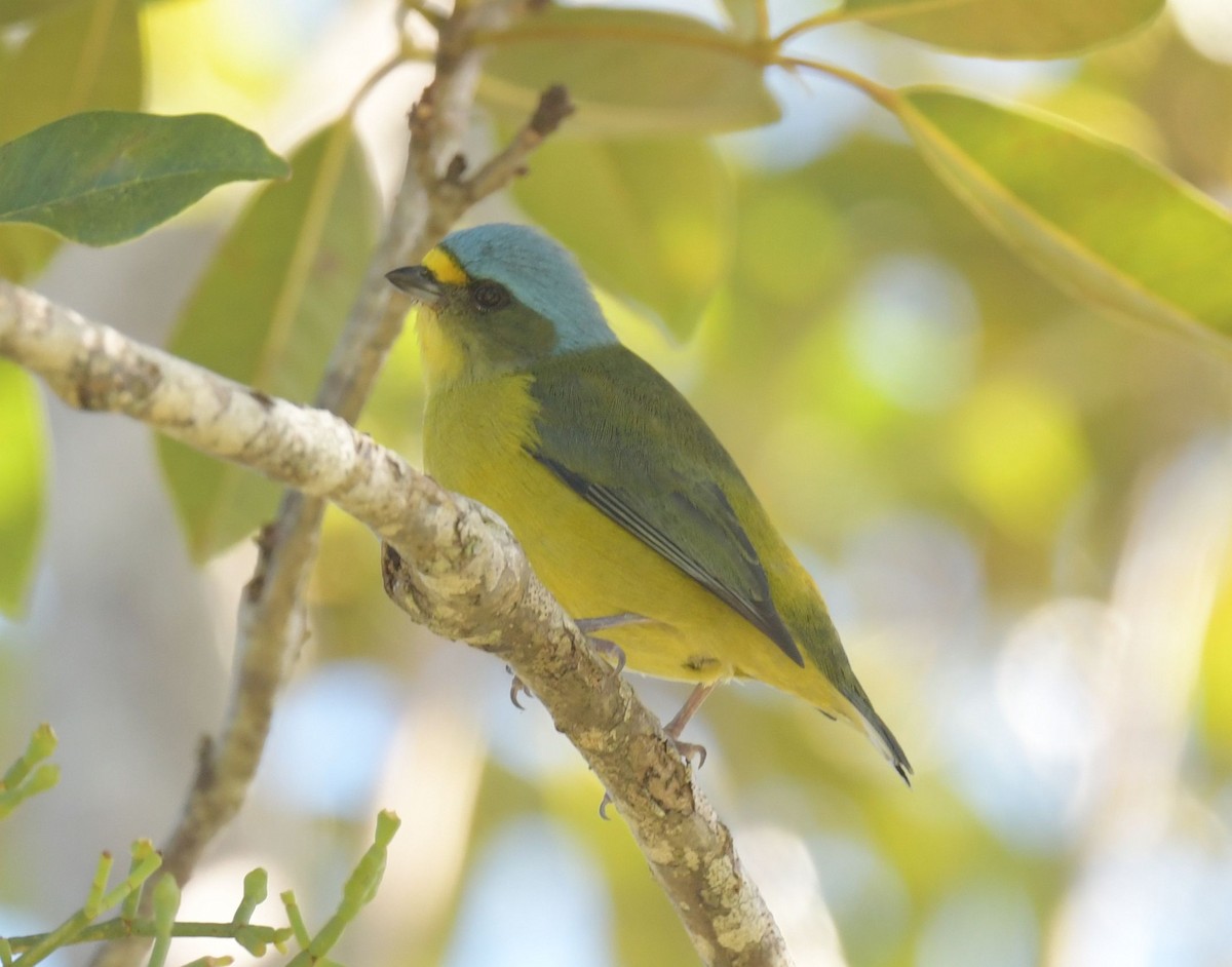 Puerto Rican Euphonia - ML627183181