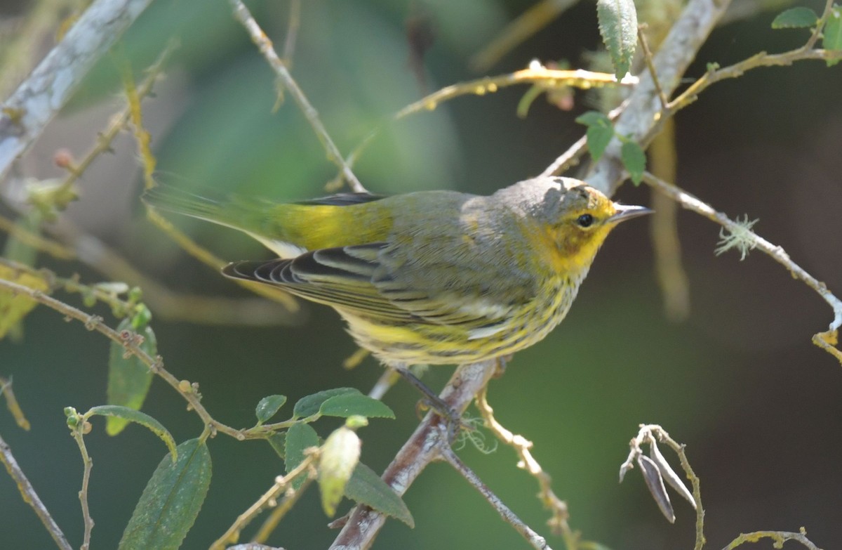 Cape May Warbler - ML627183189