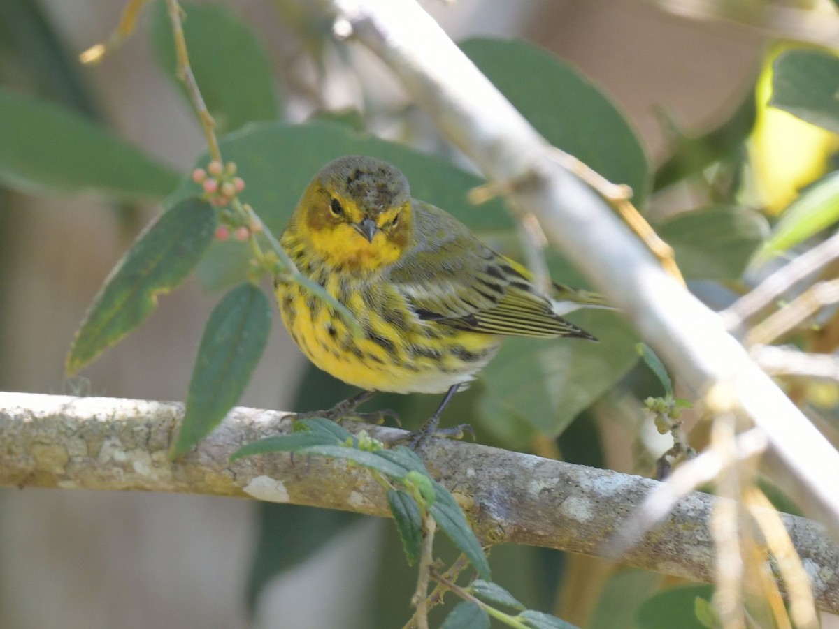 Cape May Warbler - ML627183190