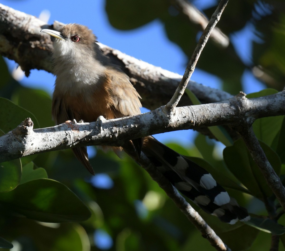 Puerto Rican Lizard-Cuckoo - ML627183237