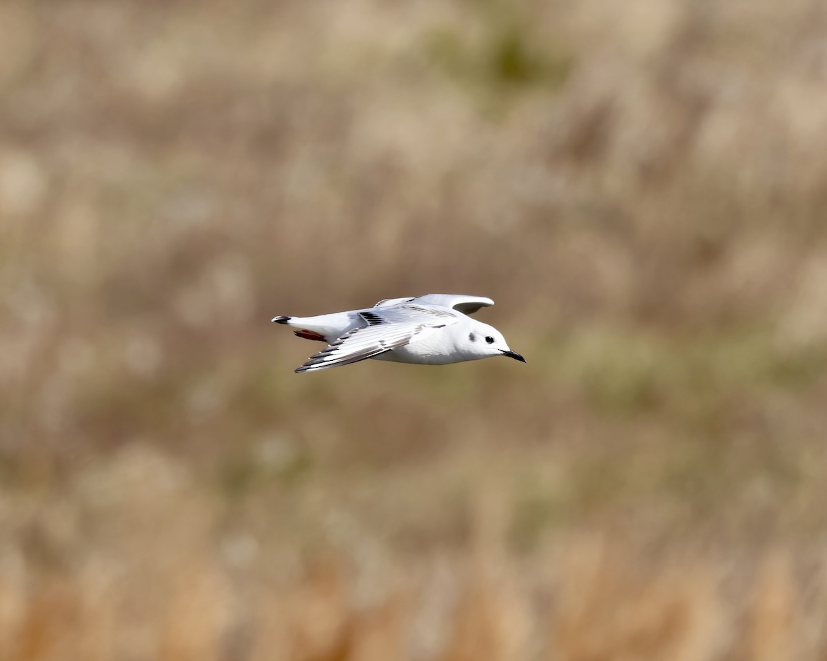 Bonaparte's Gull - ML627183257