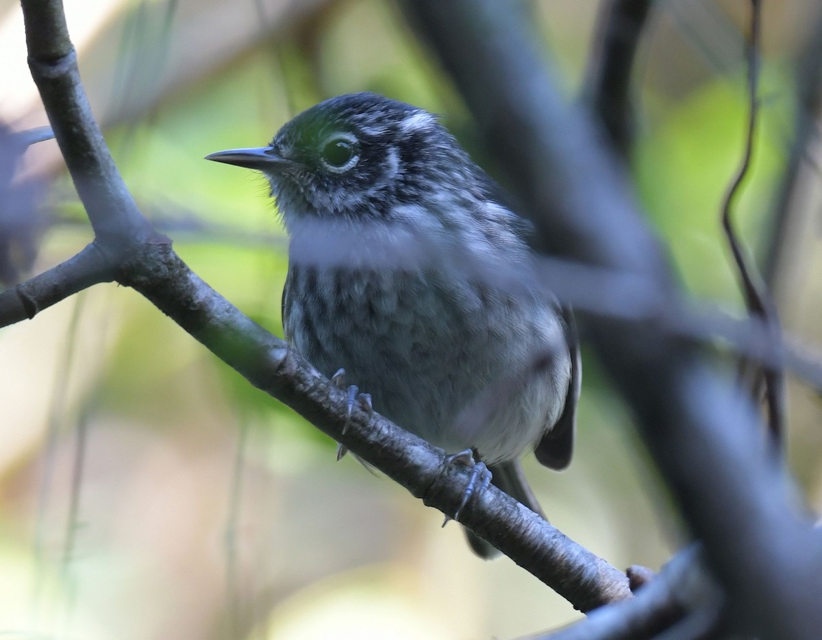 Elfin-woods Warbler - ML627183323