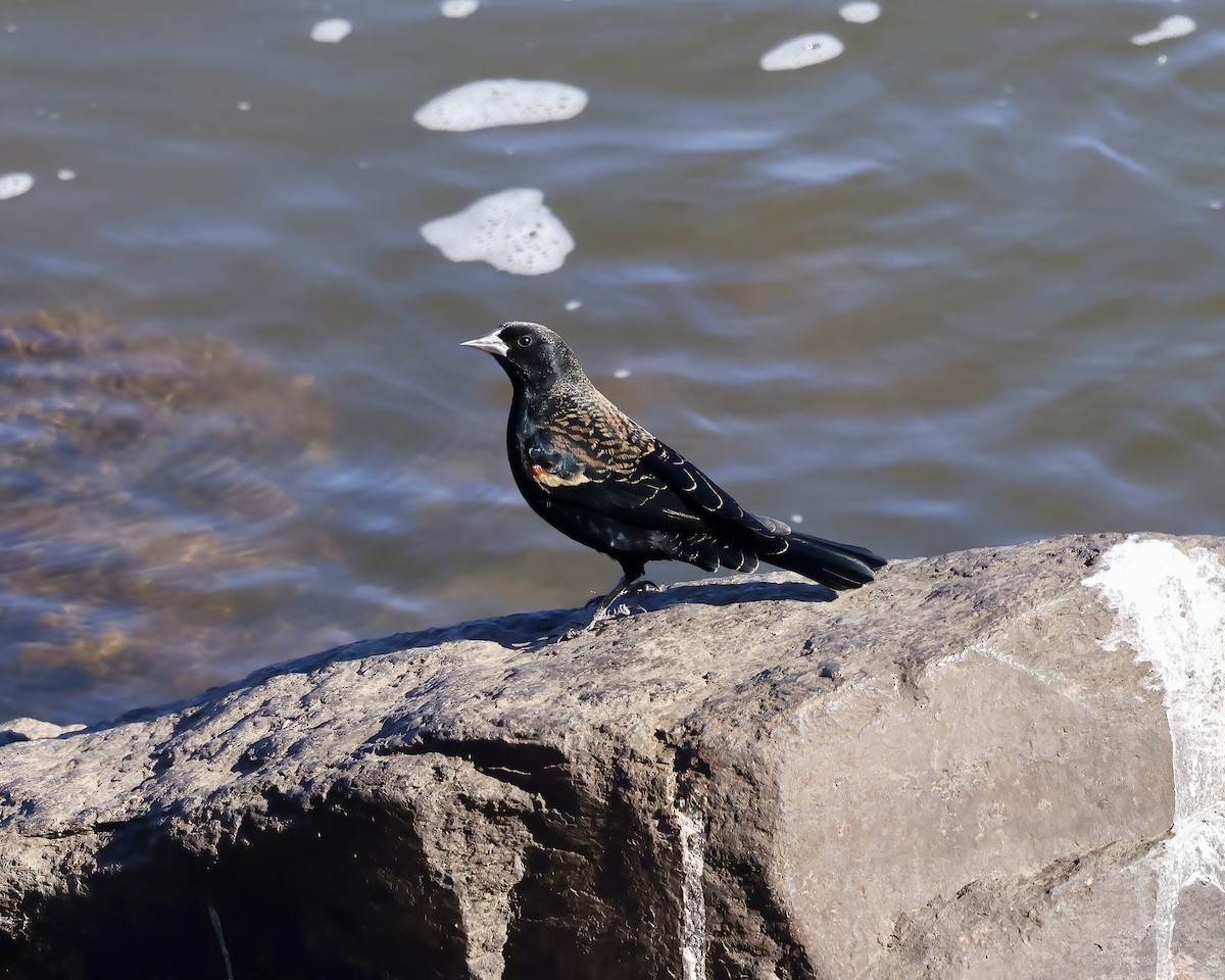 Red-winged Blackbird - ML627183330