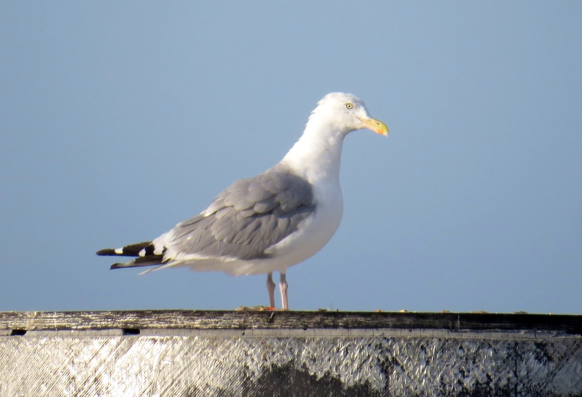 American Herring Gull - ML627183422