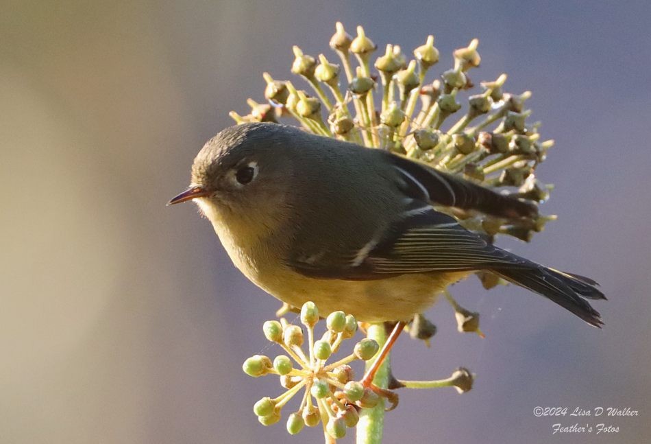 Ruby-crowned Kinglet - ML627183456
