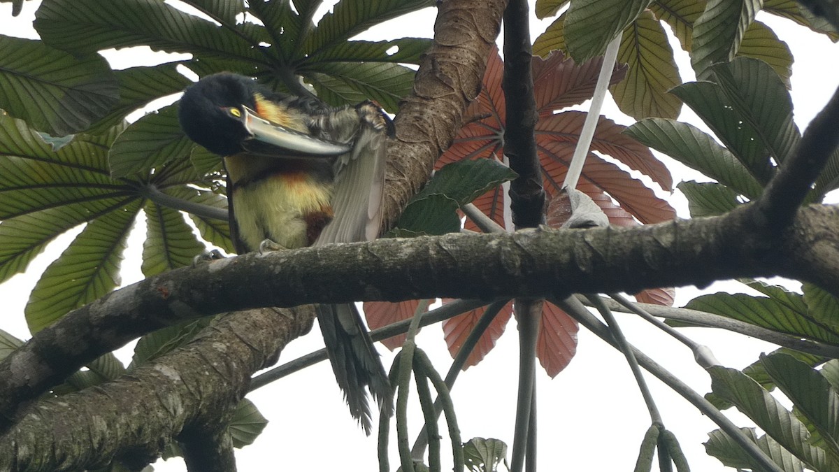 Collared Aracari - ML627183466