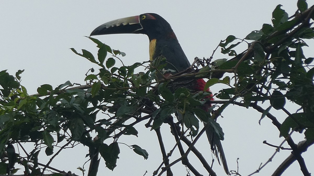 Collared Aracari - ML627183469