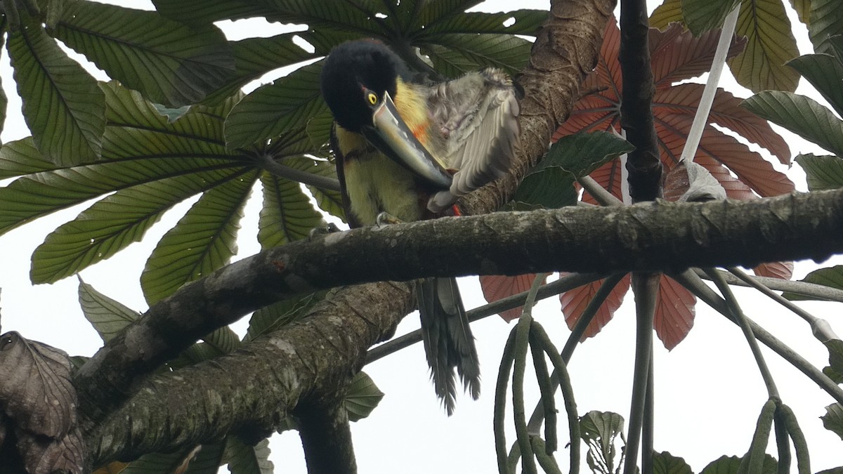 Collared Aracari - ML627183470