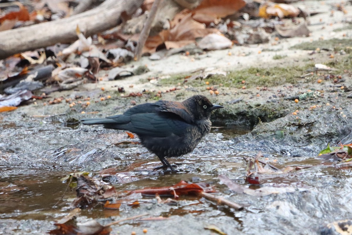 Rusty Blackbird - ML627183474