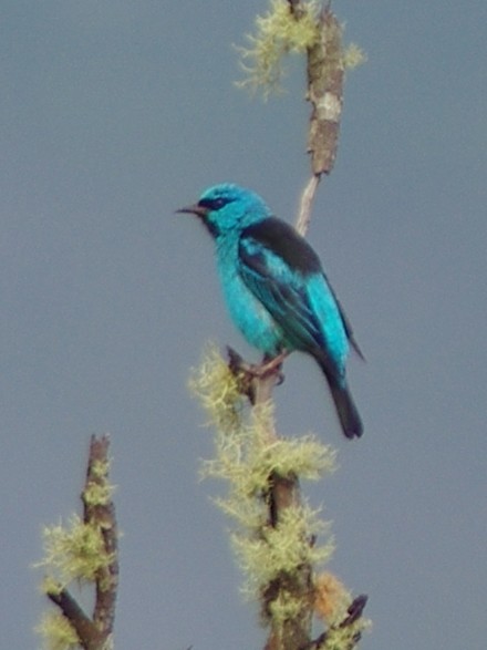 Blue Dacnis - ML627183510