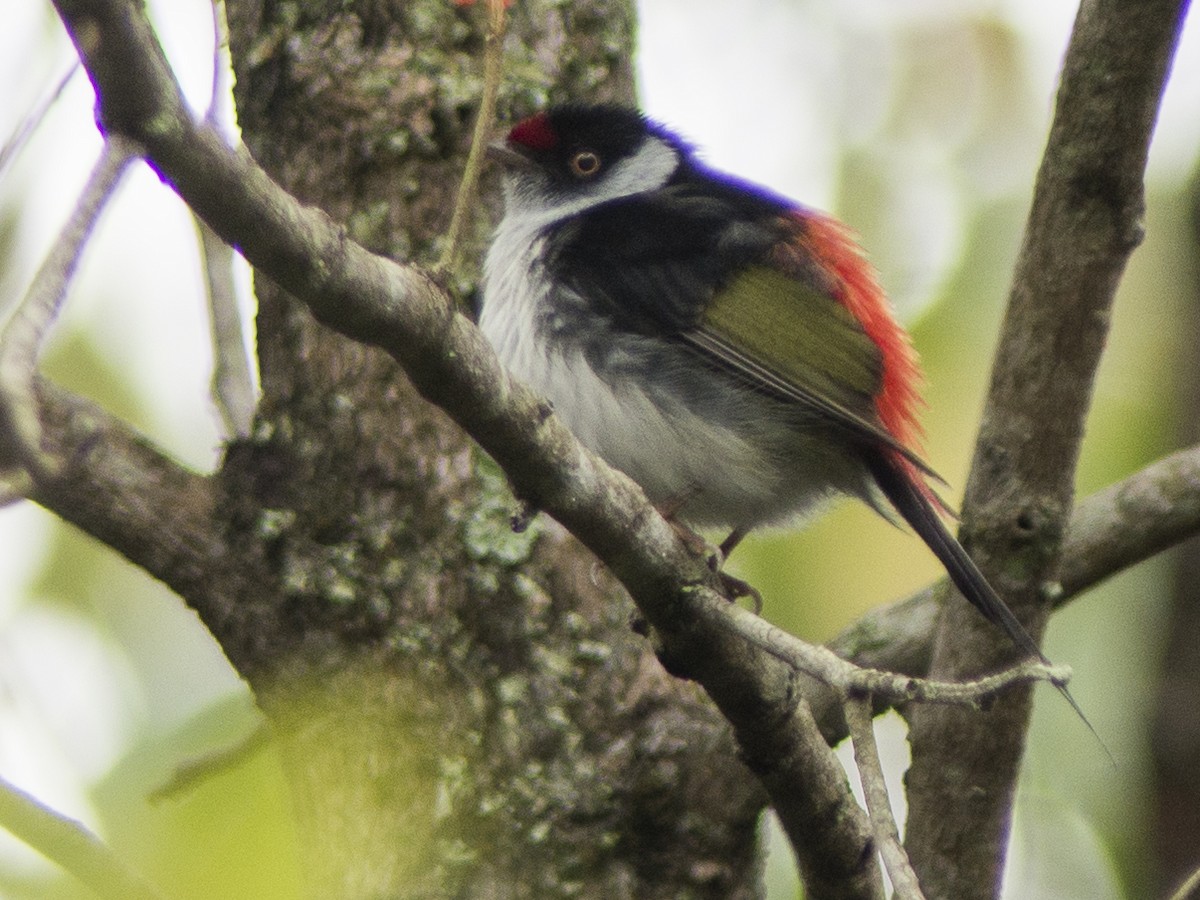 Pin-tailed Manakin - ML627183626