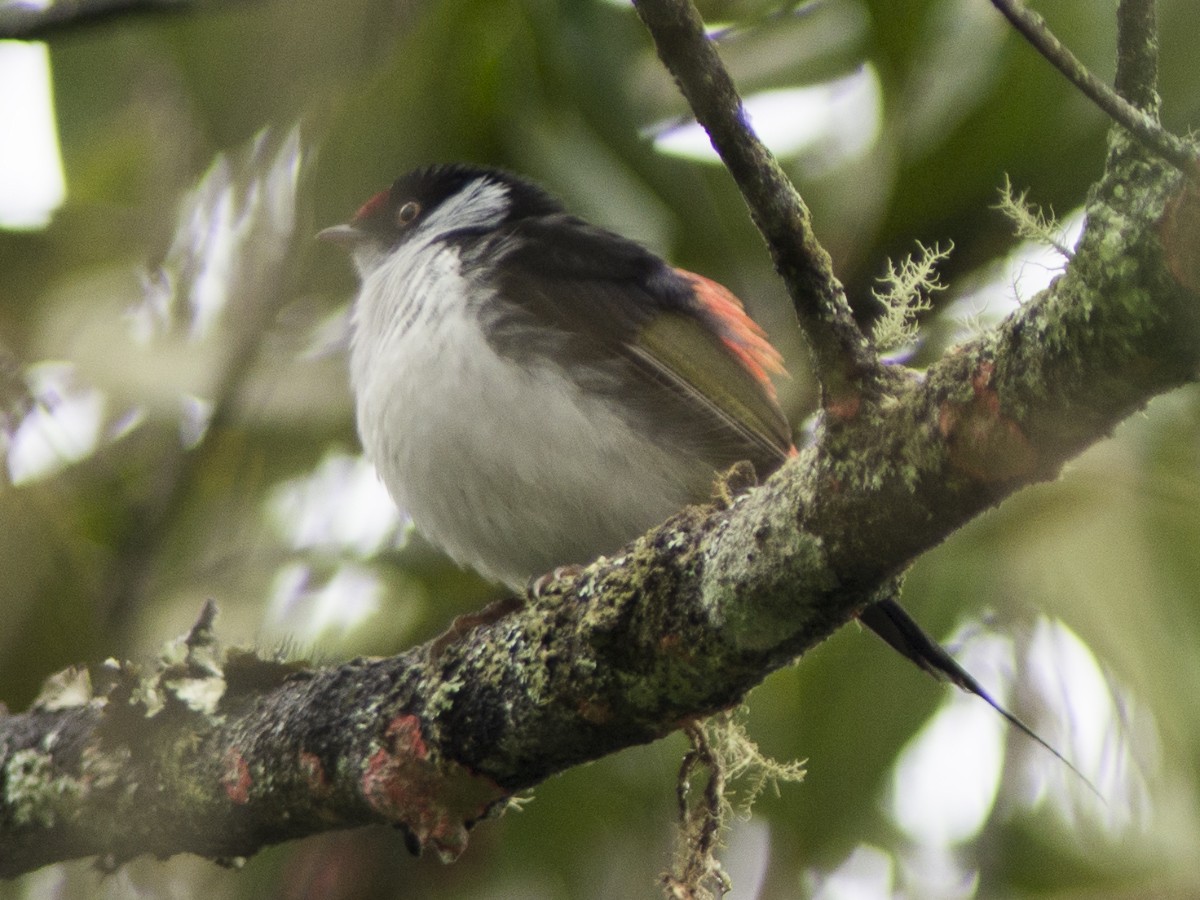 Pin-tailed Manakin - ML627183629