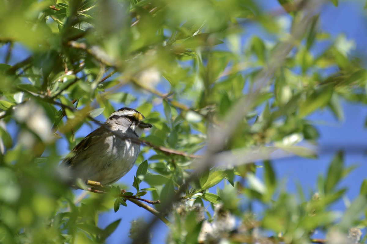 White-throated Sparrow - ML62718371