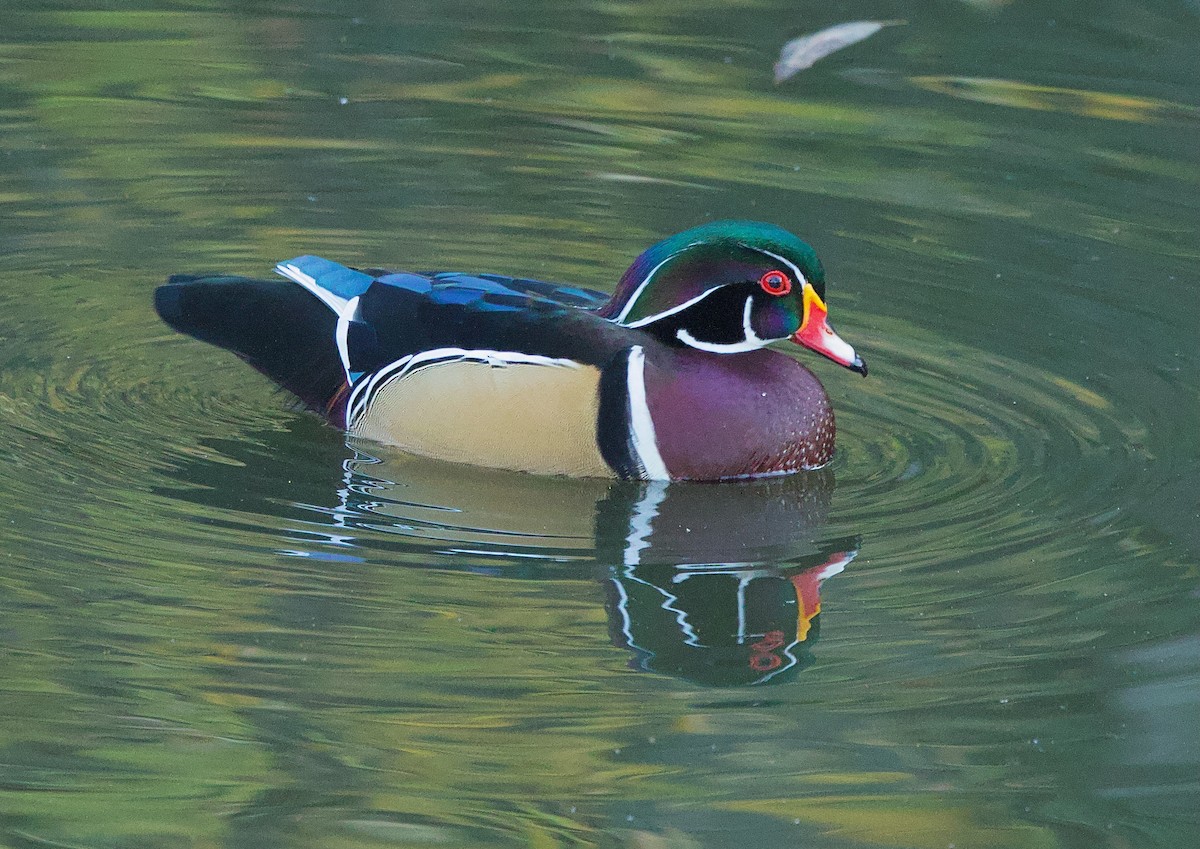 Wood Duck - ML627183726