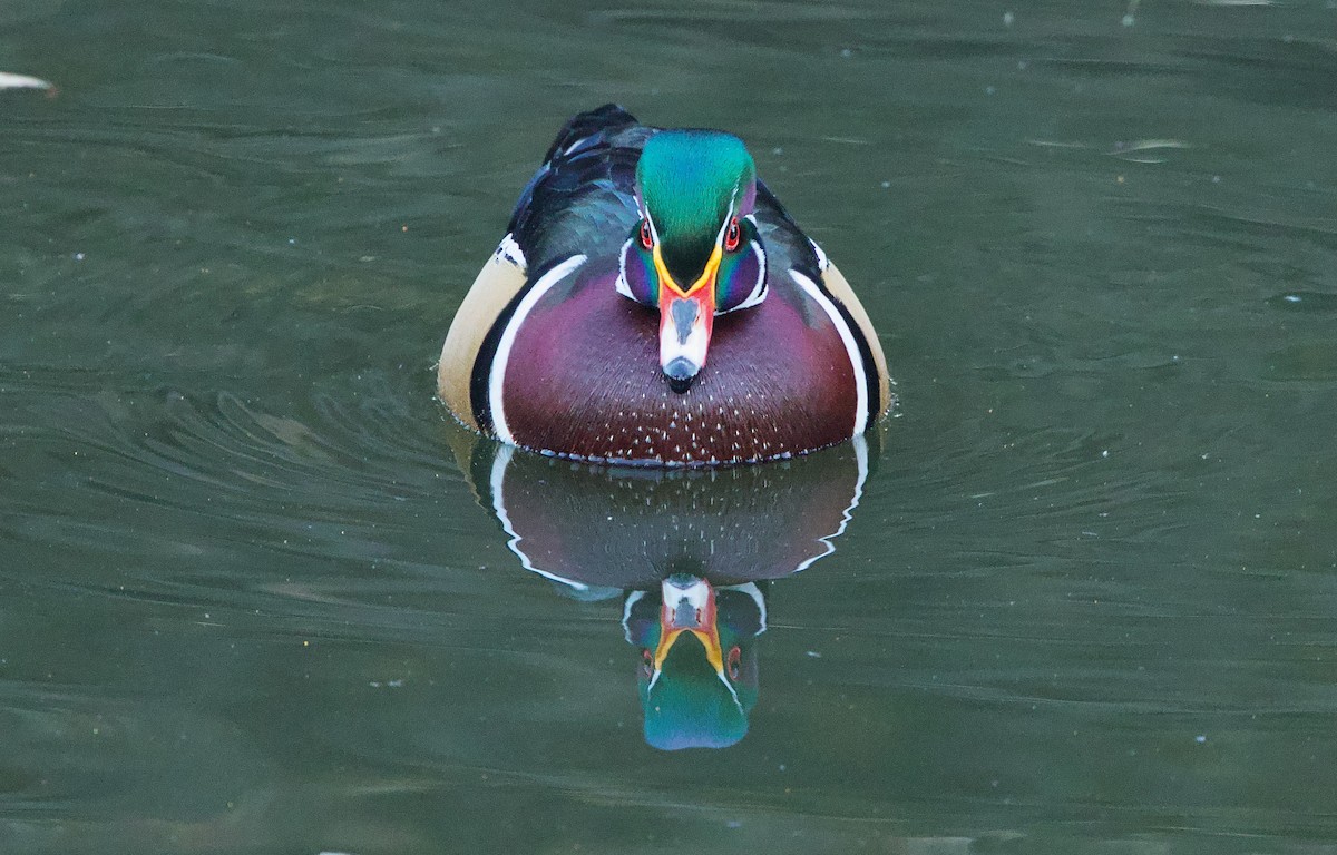 Wood Duck - ML627183731