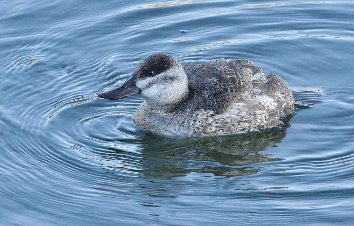 Ruddy Duck - ML627183735